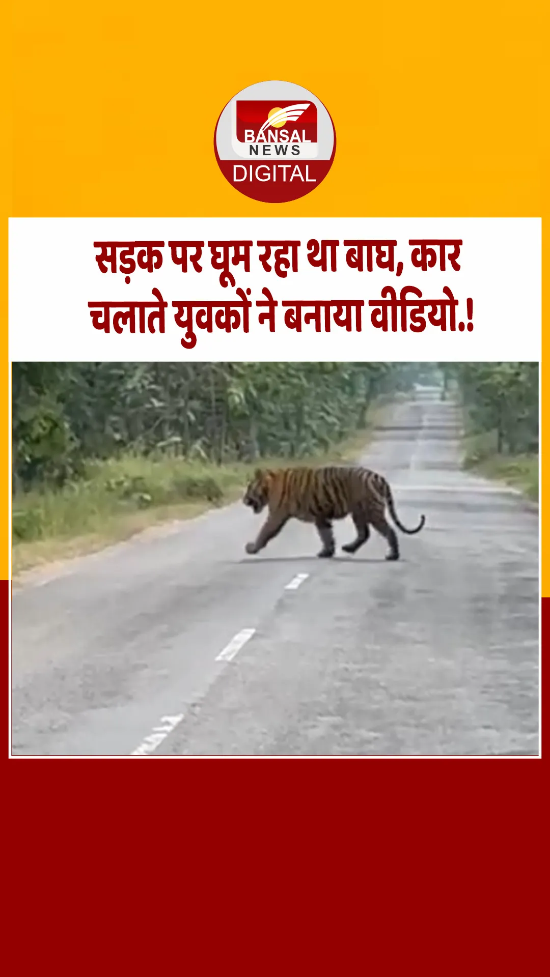 Bhopal: कार ड्राइव करते युवकों को अचानक दिखा बाघ, वायरल वीडियो में टहलता दिखा, क्या बोला वन विभाग.?