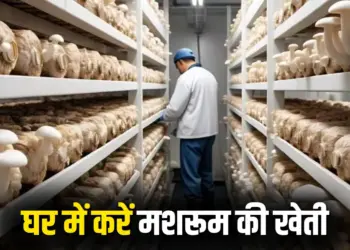 Indoor Mushroom Farming