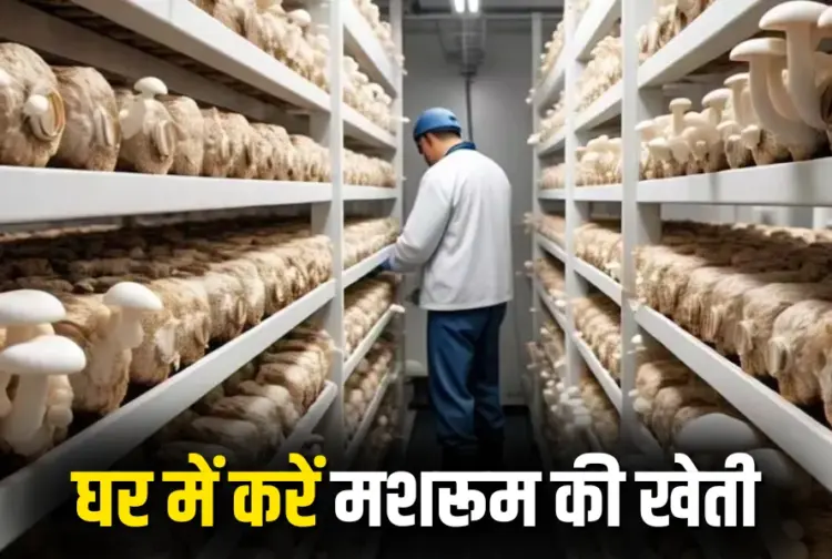 Indoor Mushroom Farming