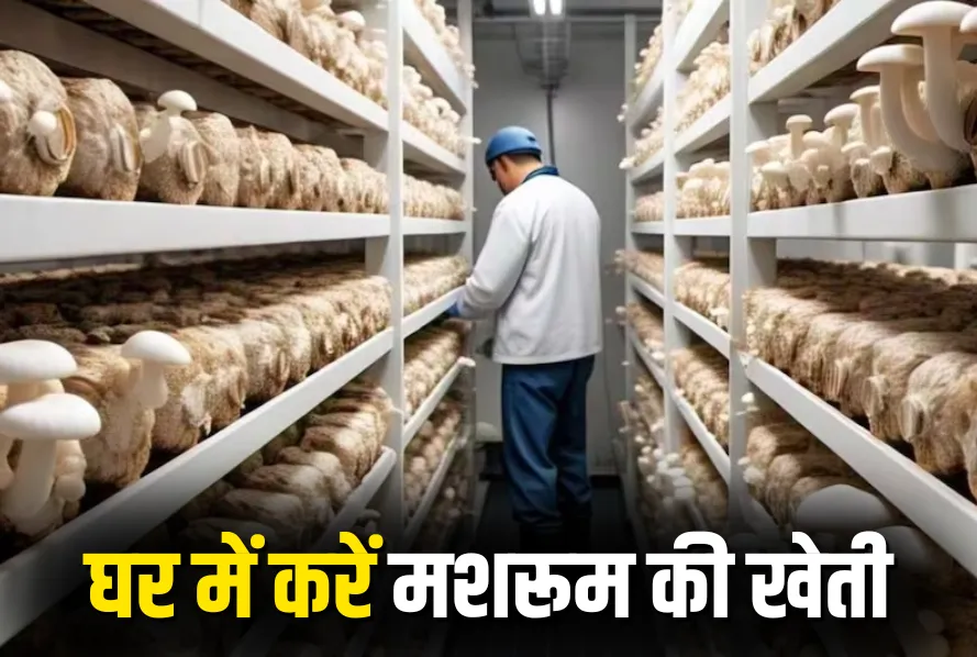 Indoor Mushroom Farming