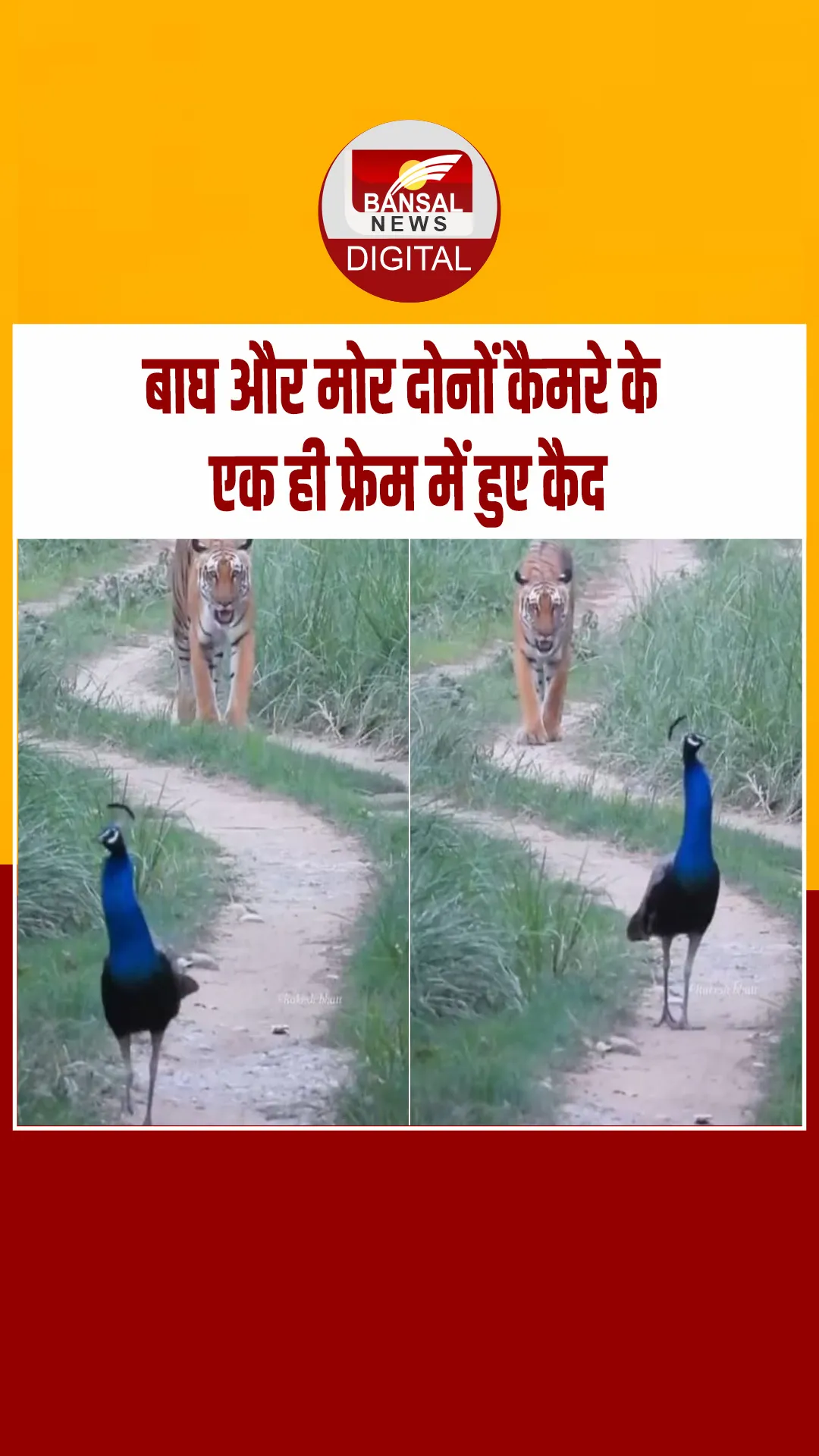 कैमरे के एक ही फ्रेम में कैद हुए राष्ट्रीय पशु और राष्ट्रीय पक्षी, वीडियो वायरल