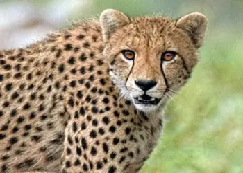 Kuno Cheetah News