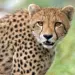 Kuno Cheetah News