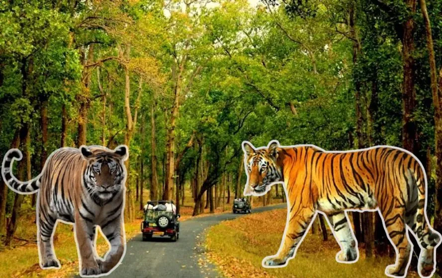 MP Tiger Reserve