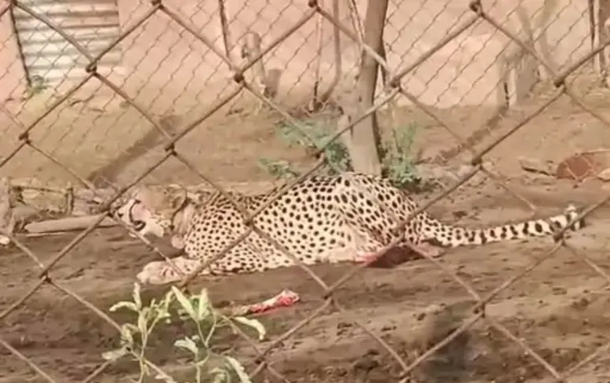 Kuno Cheetah Relocation
