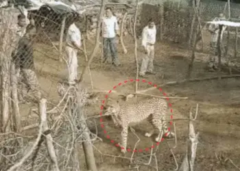 Kuno Cheetah Relocation