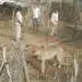 Kuno Cheetah Relocation