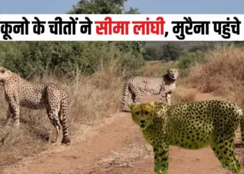 Kuno Cheetahs Spotted