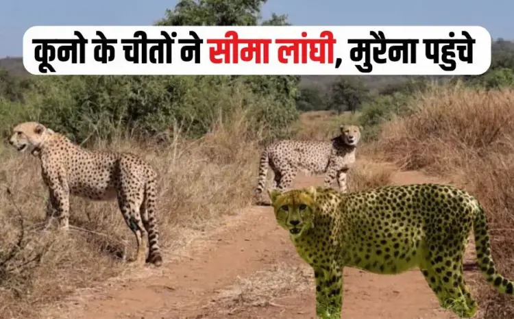 Kuno Cheetahs Spotted