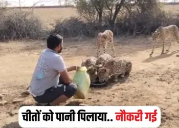 Kuno Tiger Reserve Video update