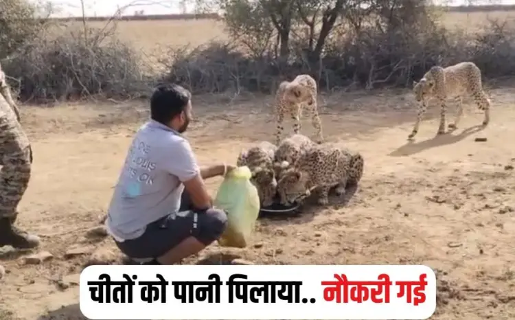 Kuno Tiger Reserve Video update