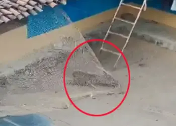 Leopard Terror Video