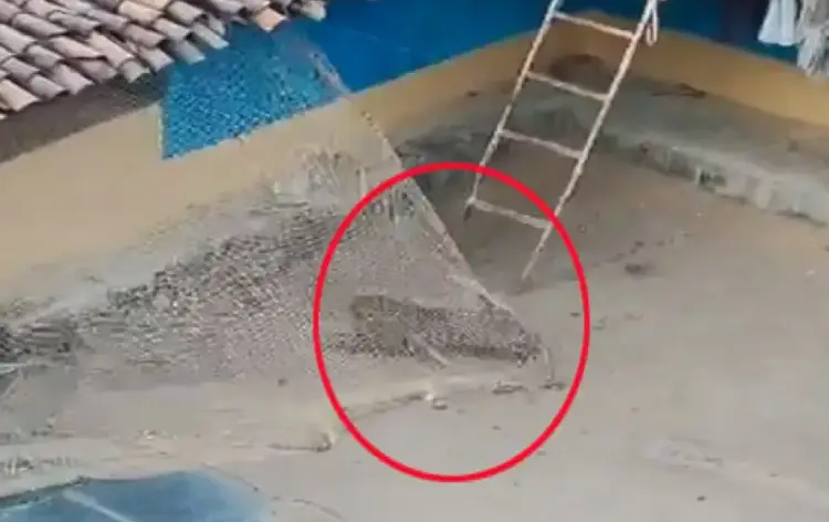 Leopard Terror Video