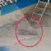 Leopard Terror Video