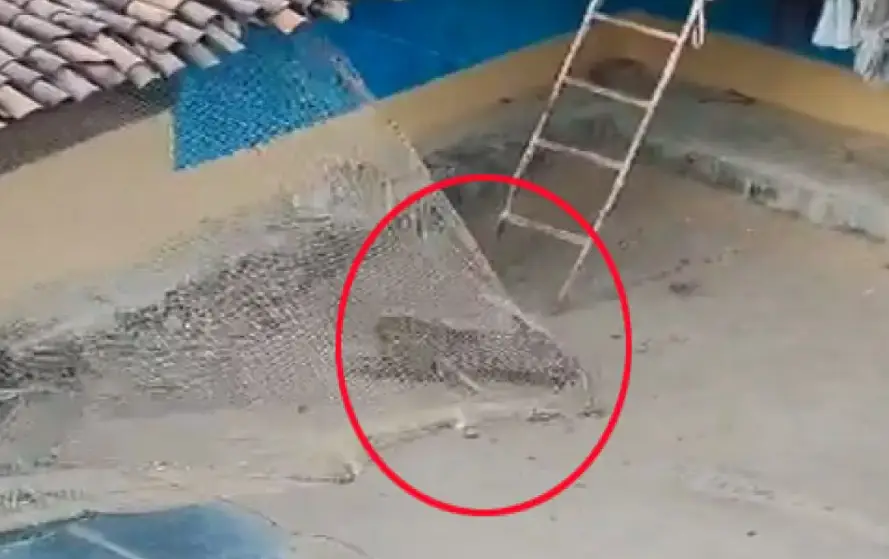 Leopard Terror Video