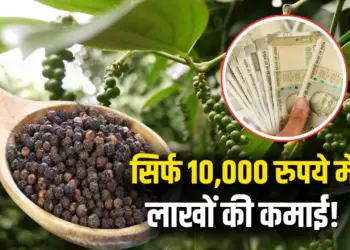 Low Cost High Profit Business Idea Black Pepper