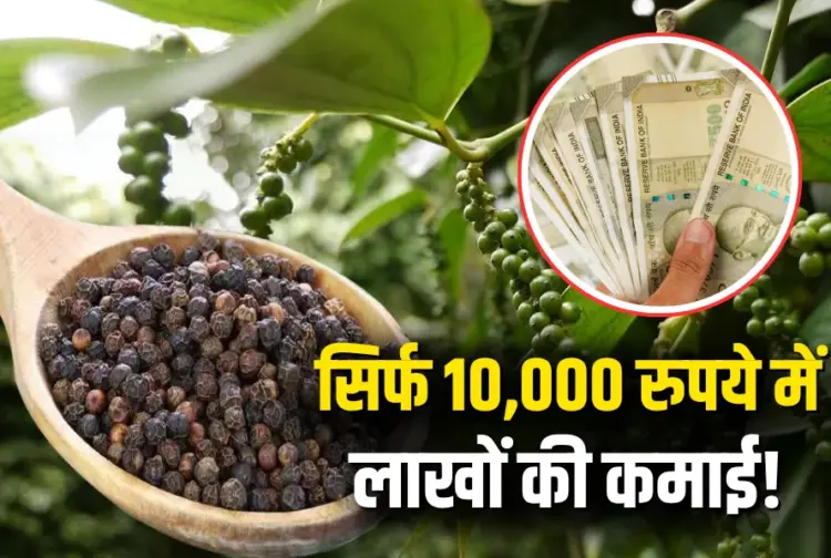 Low Cost High Profit Business Idea Black Pepper