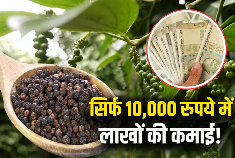 Low Cost High Profit Business Idea Black Pepper