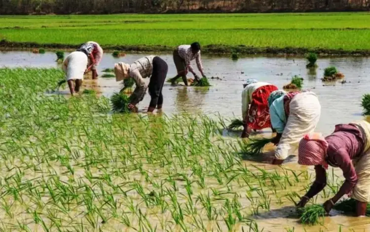 उपार्जन केंद्रों पर 5 मई तक गेहूं की खरीदी होगी। फाइल फोटो