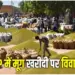 MP Moong Kharidi 2025 MSP Controversy