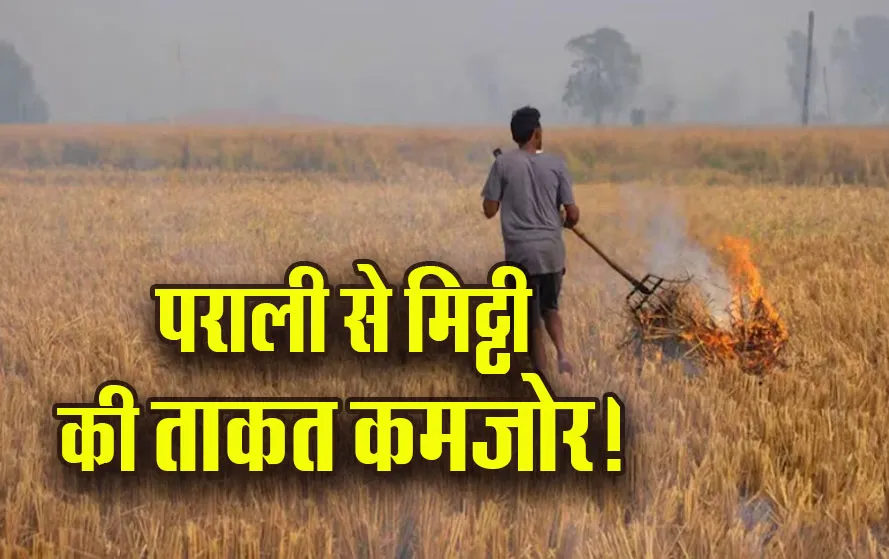 MP-Parali-News