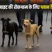 MP Stray Dog Action