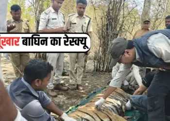 MP Umaria Bandhavgarh Tiger Attack (2)