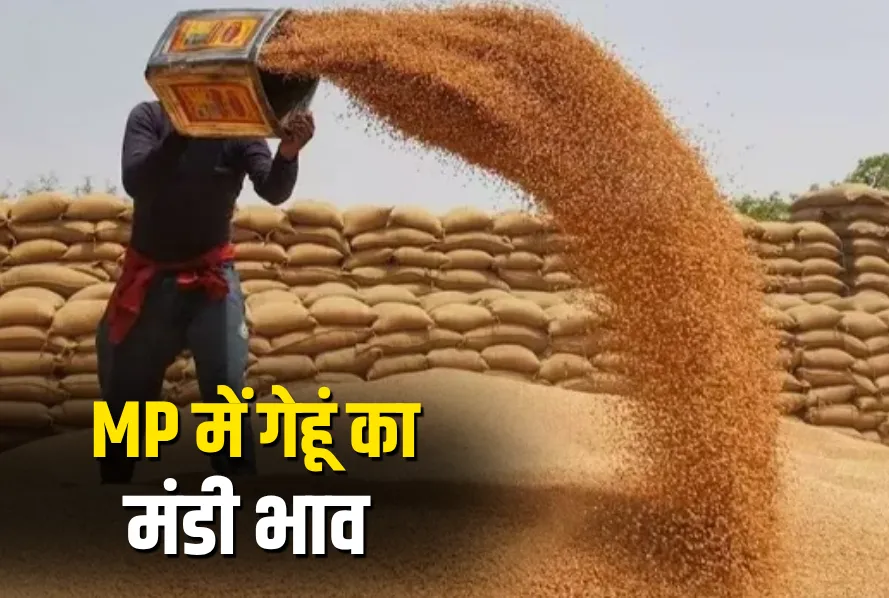 MP Wheat Mandi Price Today 28 May 2025