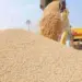 MP Wheat Procurement 2025