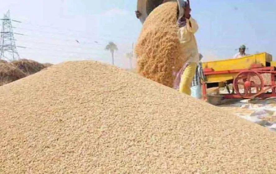 MP Wheat Procurement 2025