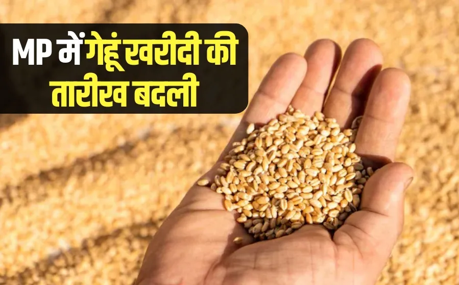 MP Wheat Purchase On MSP government Decision cm mohan yadav rkg