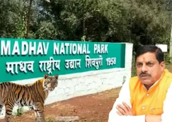 मुख्यमंत्री मोहन यादव बाघ-बाघिन को माधव टाइगर रिजर्व में छोड़ेंगे।