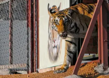 Madhav Tiger Reserve Female Tiger Release cm mohan yadav Jyotiraditya Scindia