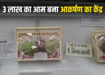 Mango worth 3 Lakh