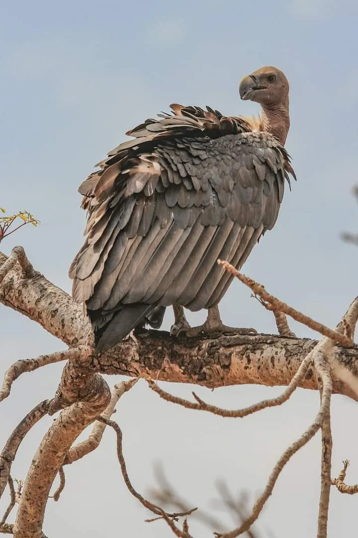 Mp survey vultures