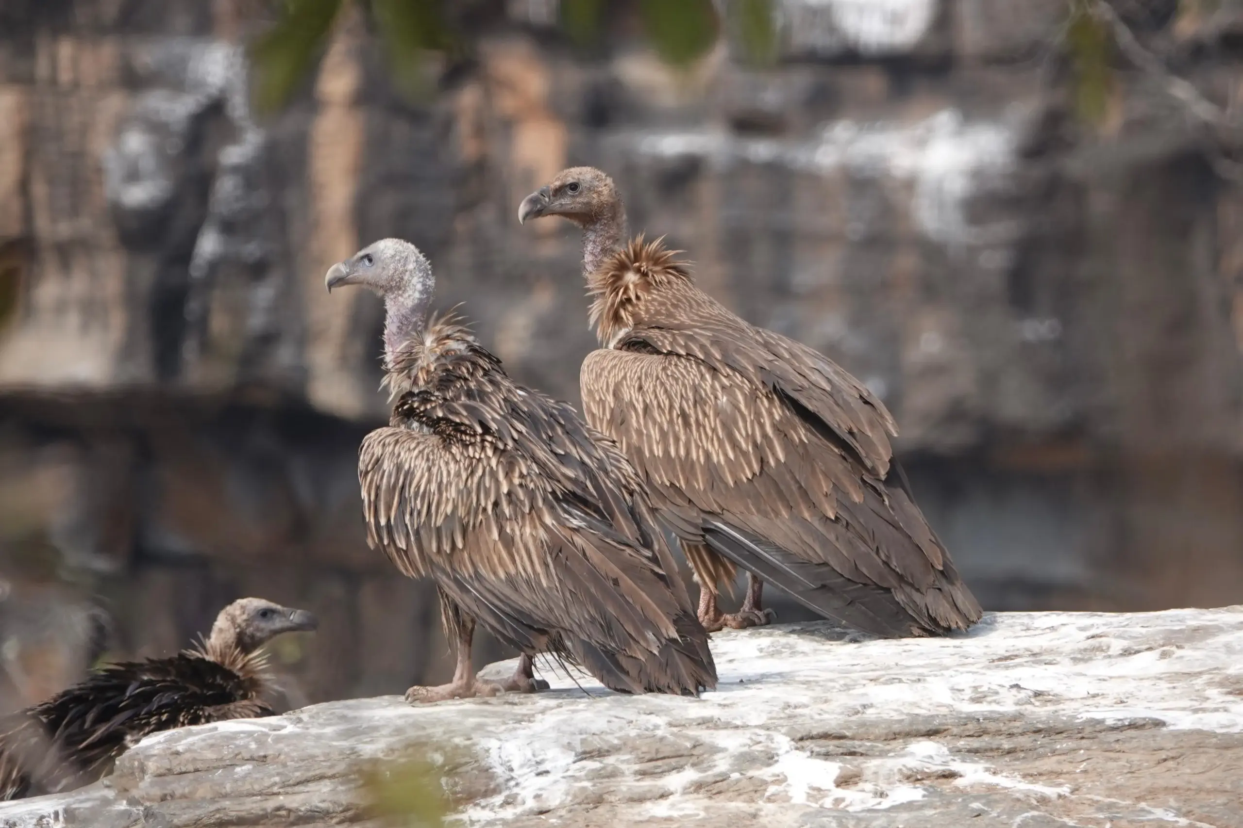 Mp vultures
