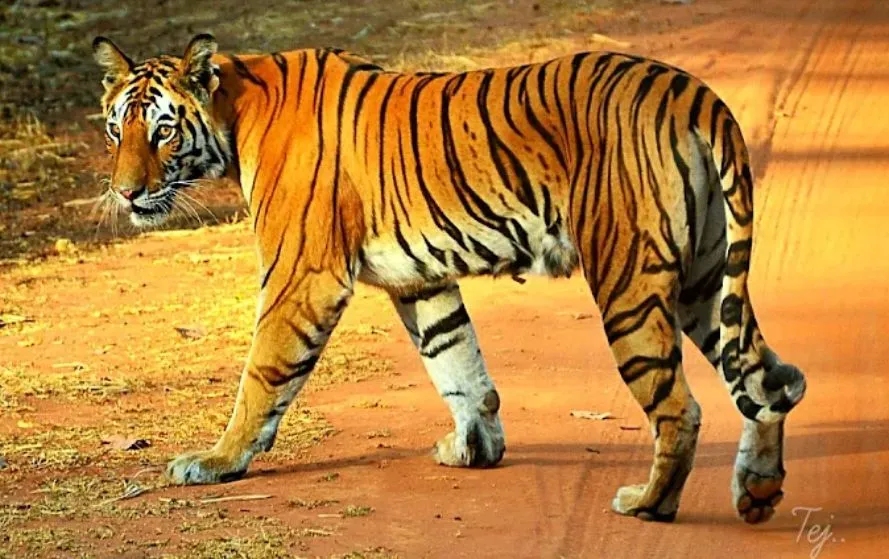 National Tiger Day