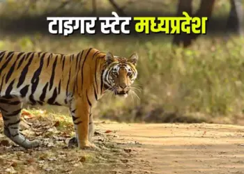 National Tiger Day