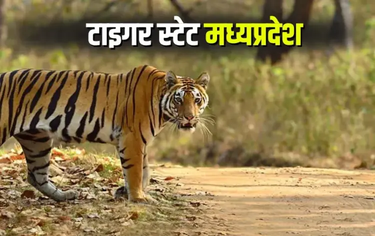 National Tiger Day