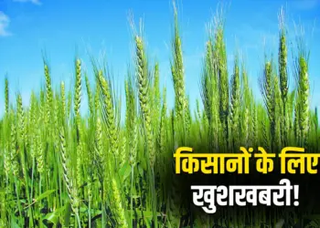 New Crop Varieties Benefit