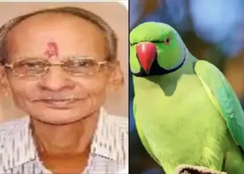 Parrot