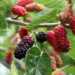 Mulberry Health Benefits
