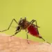 World Malaria Day 2025
