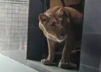 asiatic lions