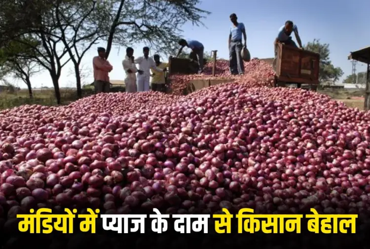 Onion Price Crash