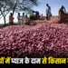 Onion Price Crash