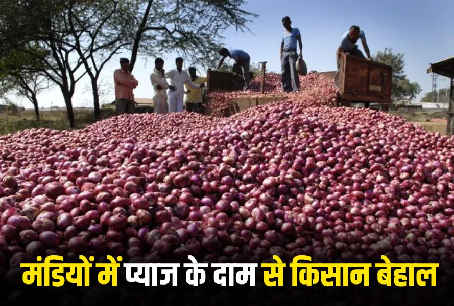 Onion Price Crash