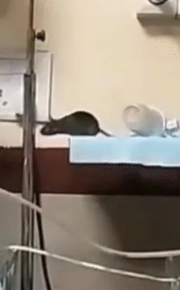 RAT