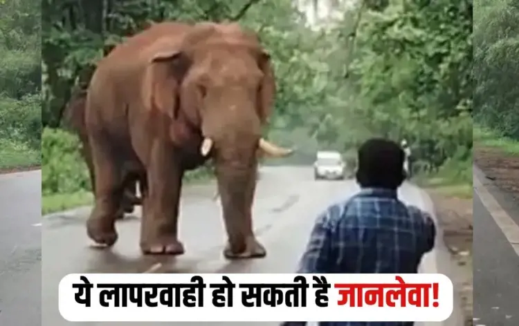Raigarh Elephants