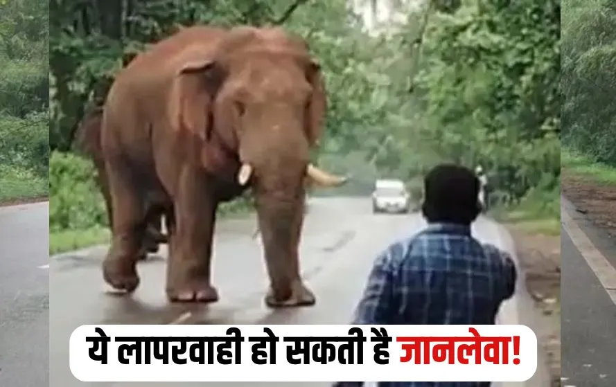 Raigarh Elephants